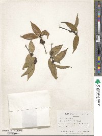 Ilex ficoidea image