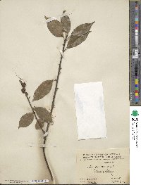 Ilex ficoidea image