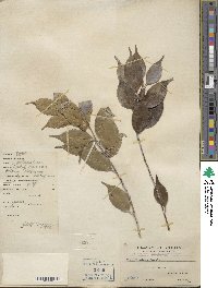 Ilex ficoidea image