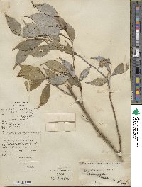 Ilex ficoidea image