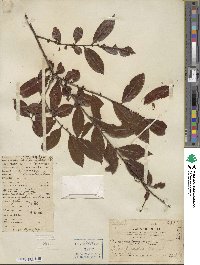 Ilex ficoidea image