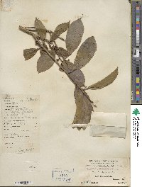 Ilex ficoidea image