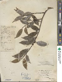 Ilex ficoidea image