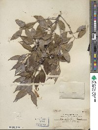 Ilex ficoidea image