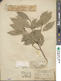 Ilex ficoidea image