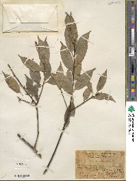 Ilex ficoidea image