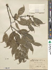 Ilex ficoidea image