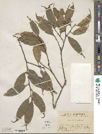 Ilex ficoidea image