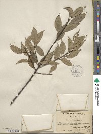 Ilex ficoidea image