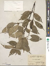 Ilex ficoidea image