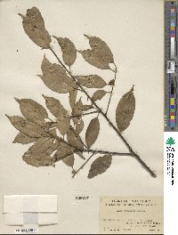 Ilex ficoidea image