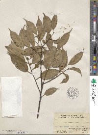 Ilex ficoidea image