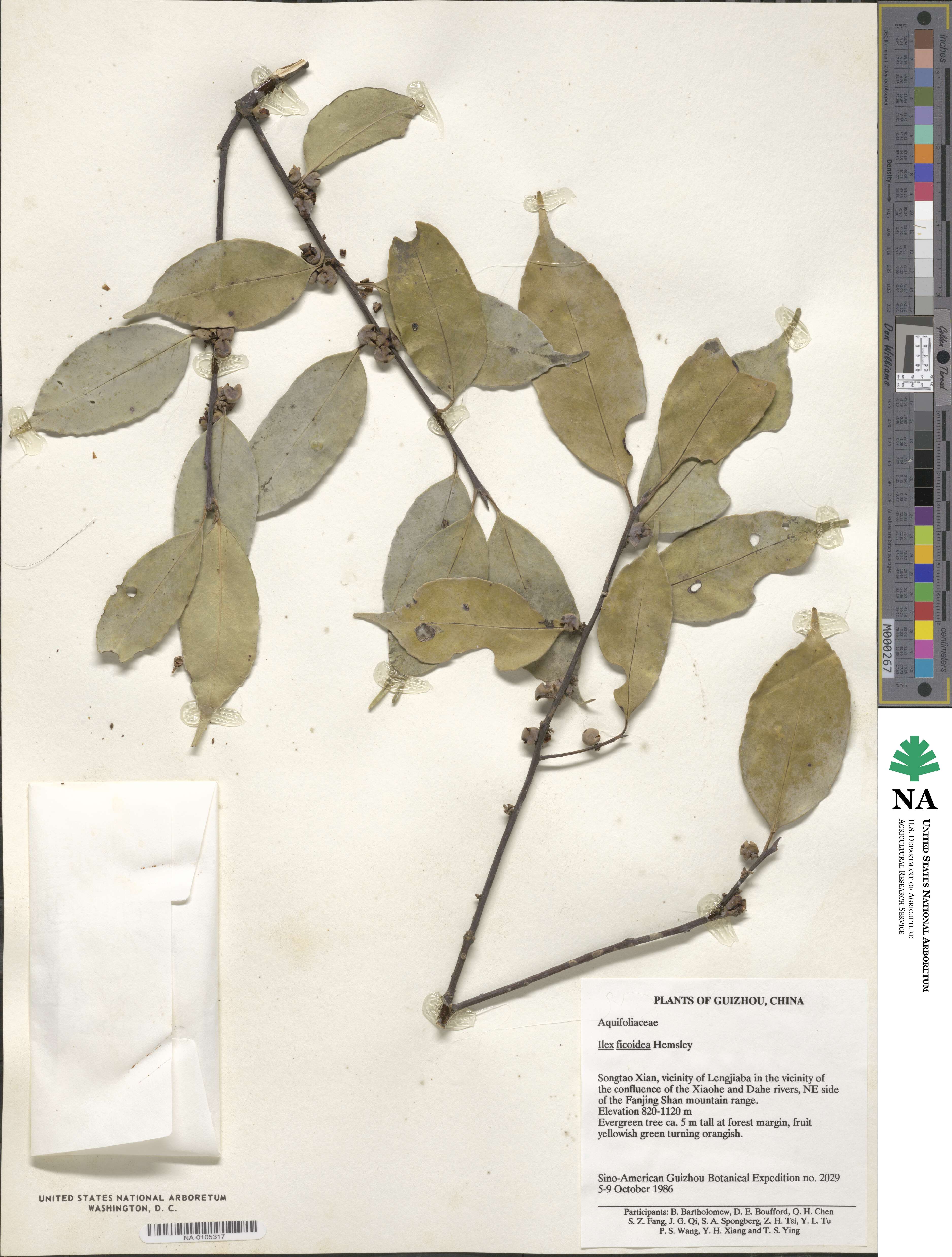 Ilex ficoidea image