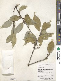 Ilex ficoidea image