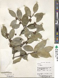 Ilex ficoidea image