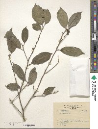 Ilex formosana image