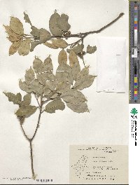 Ilex formosana image