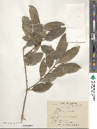 Ilex formosana image