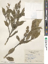 Ilex formosana image