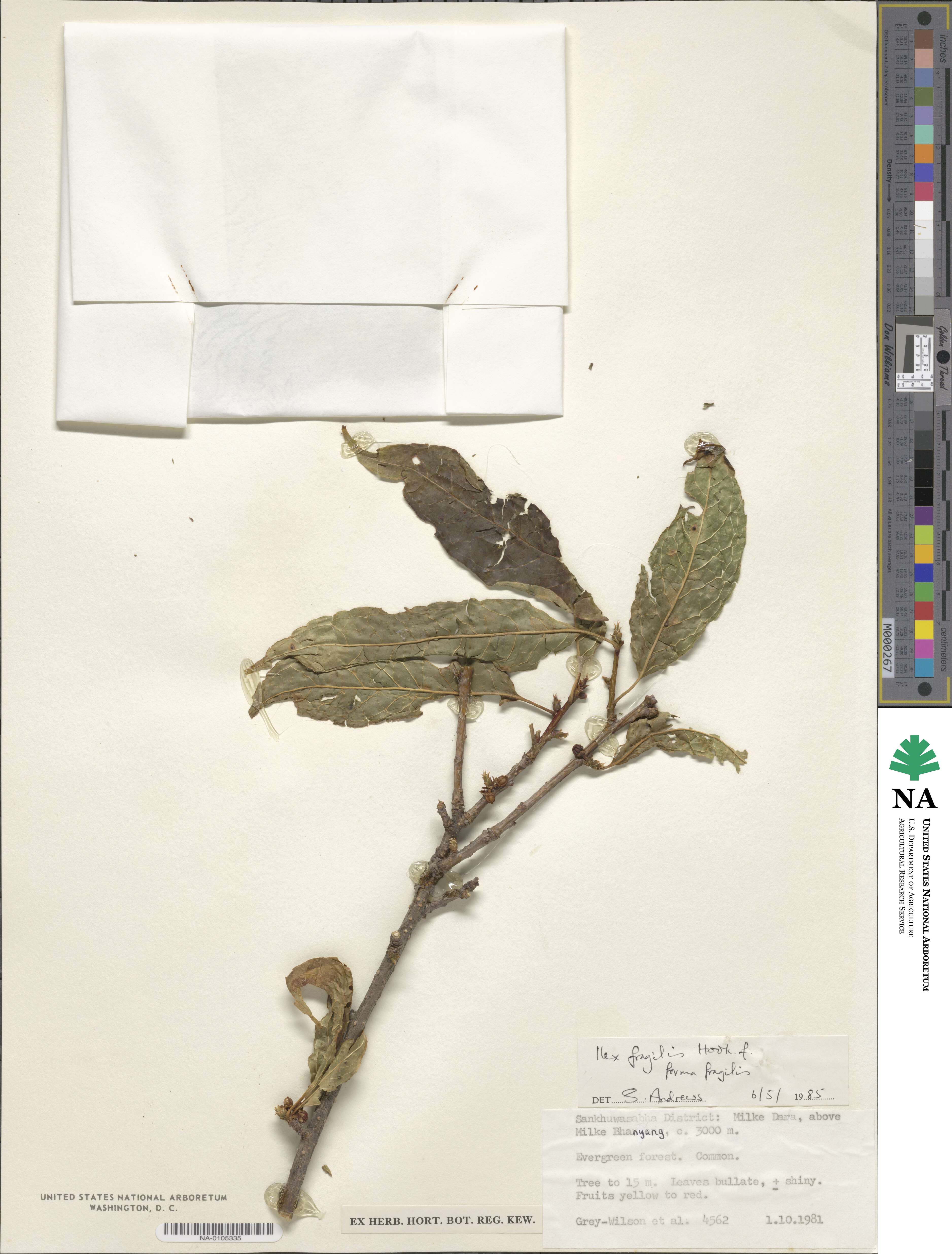 Ilex fragilis image