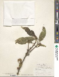 Ilex fragilis image