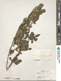 Ilex fragilis image