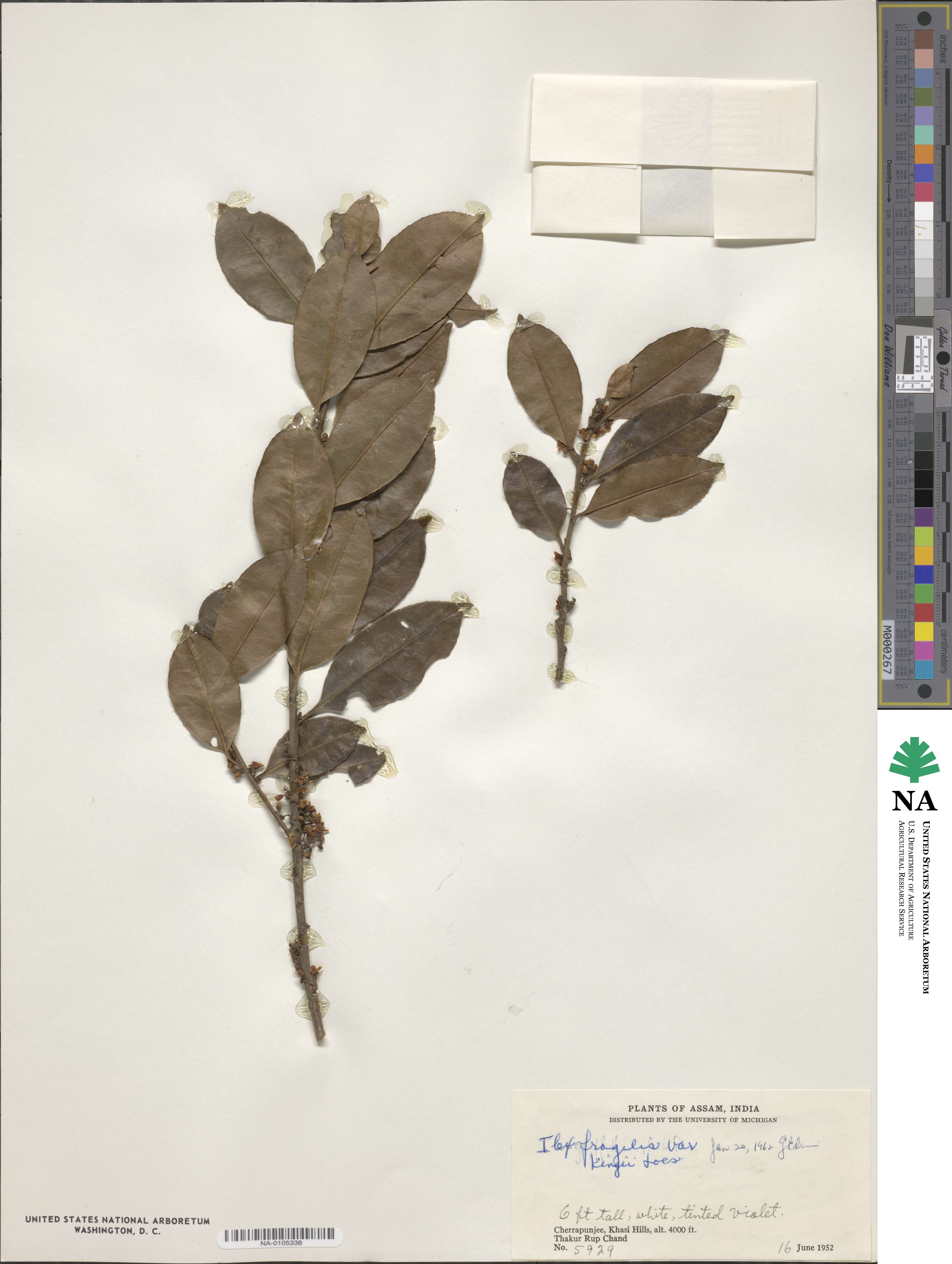 Ilex fragilis image