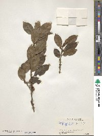 Ilex fragilis image