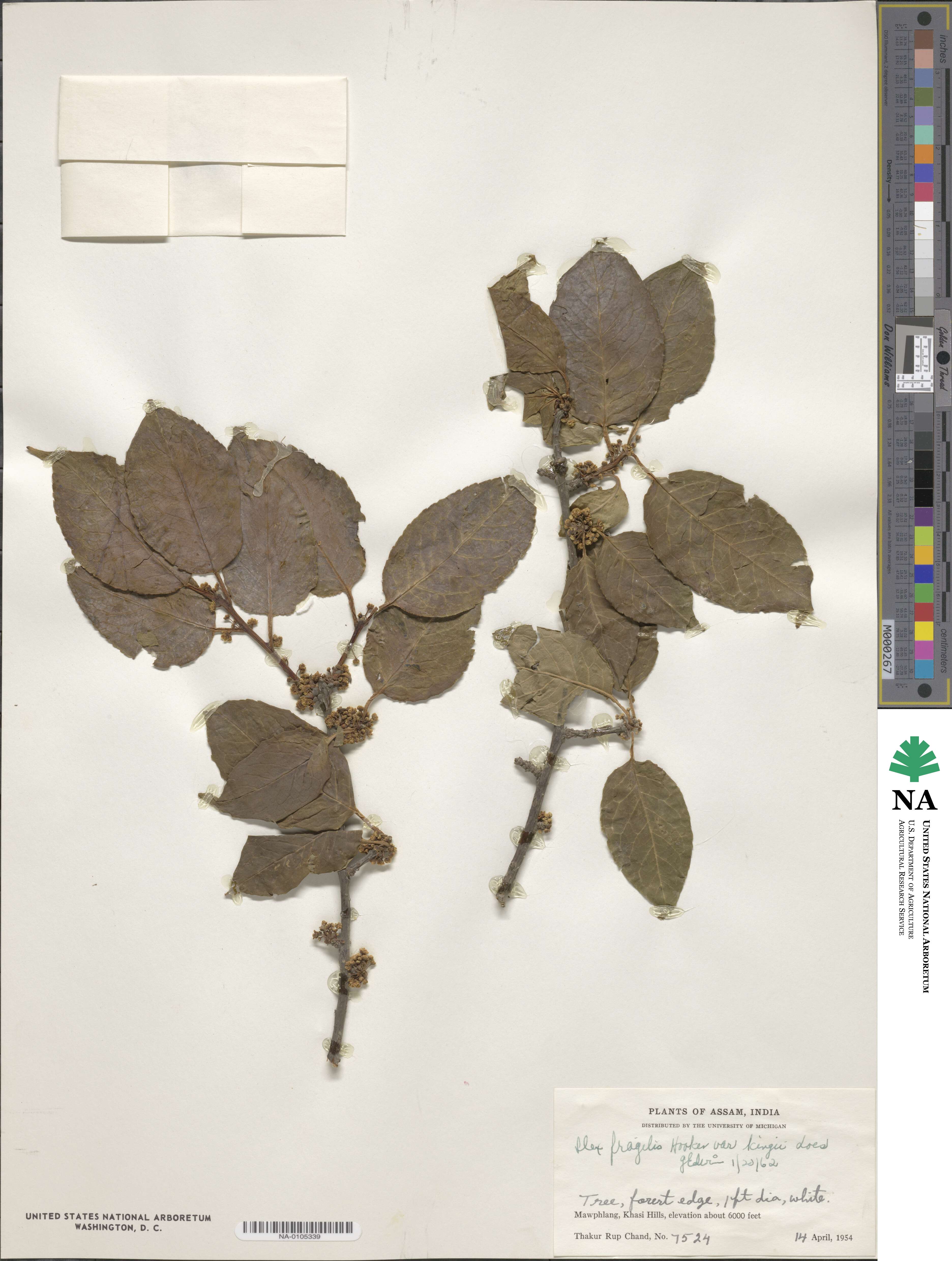 Ilex fragilis image