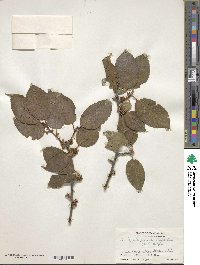 Ilex fragilis image