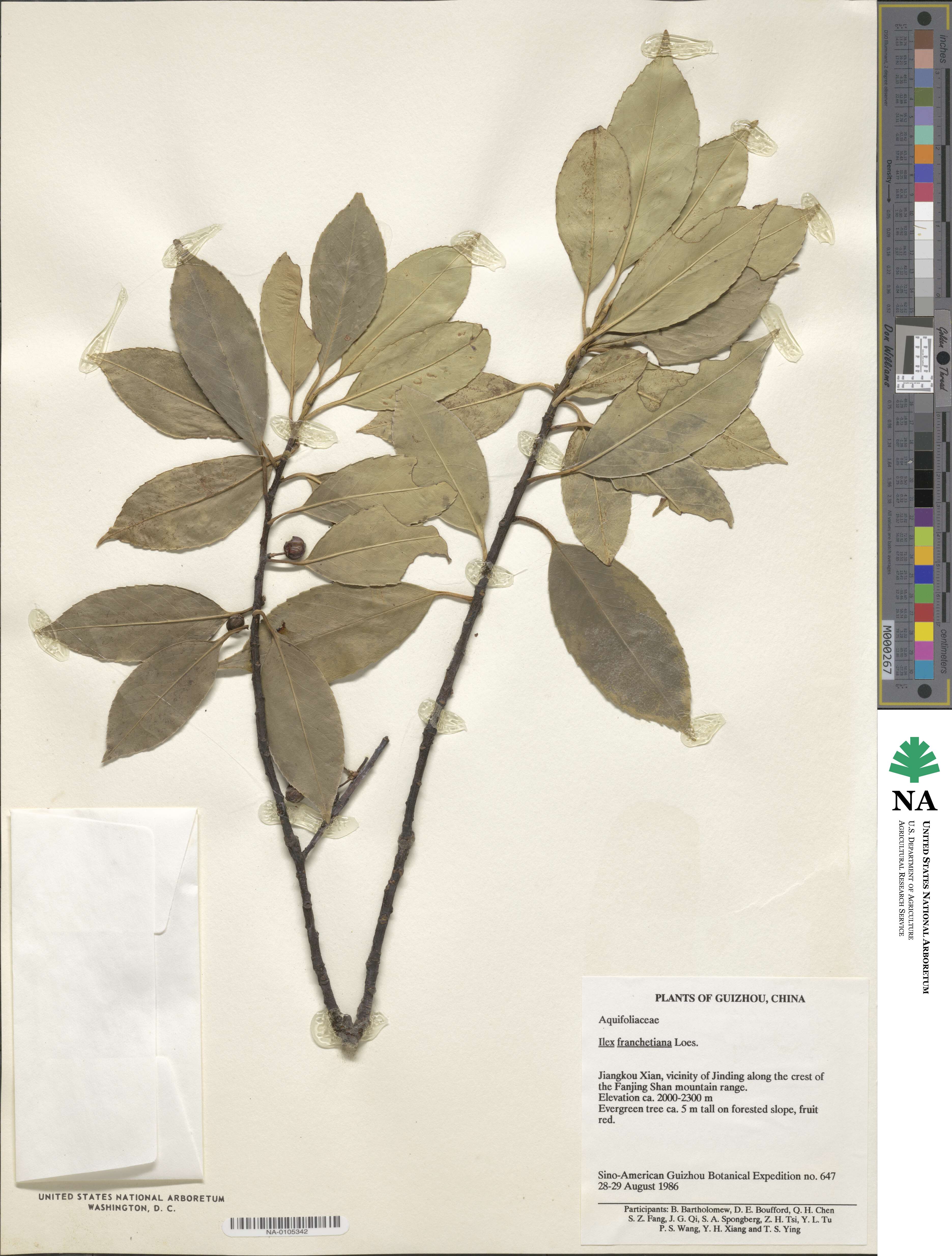 Ilex franchetiana image