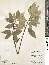 Ilex franchetiana image