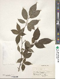 Ilex geniculata image