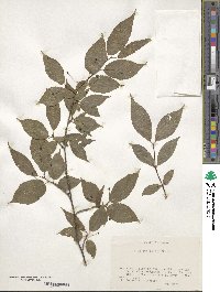 Ilex geniculata image