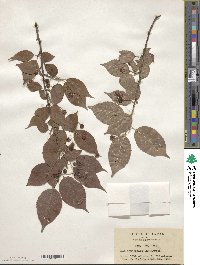 Ilex geniculata image