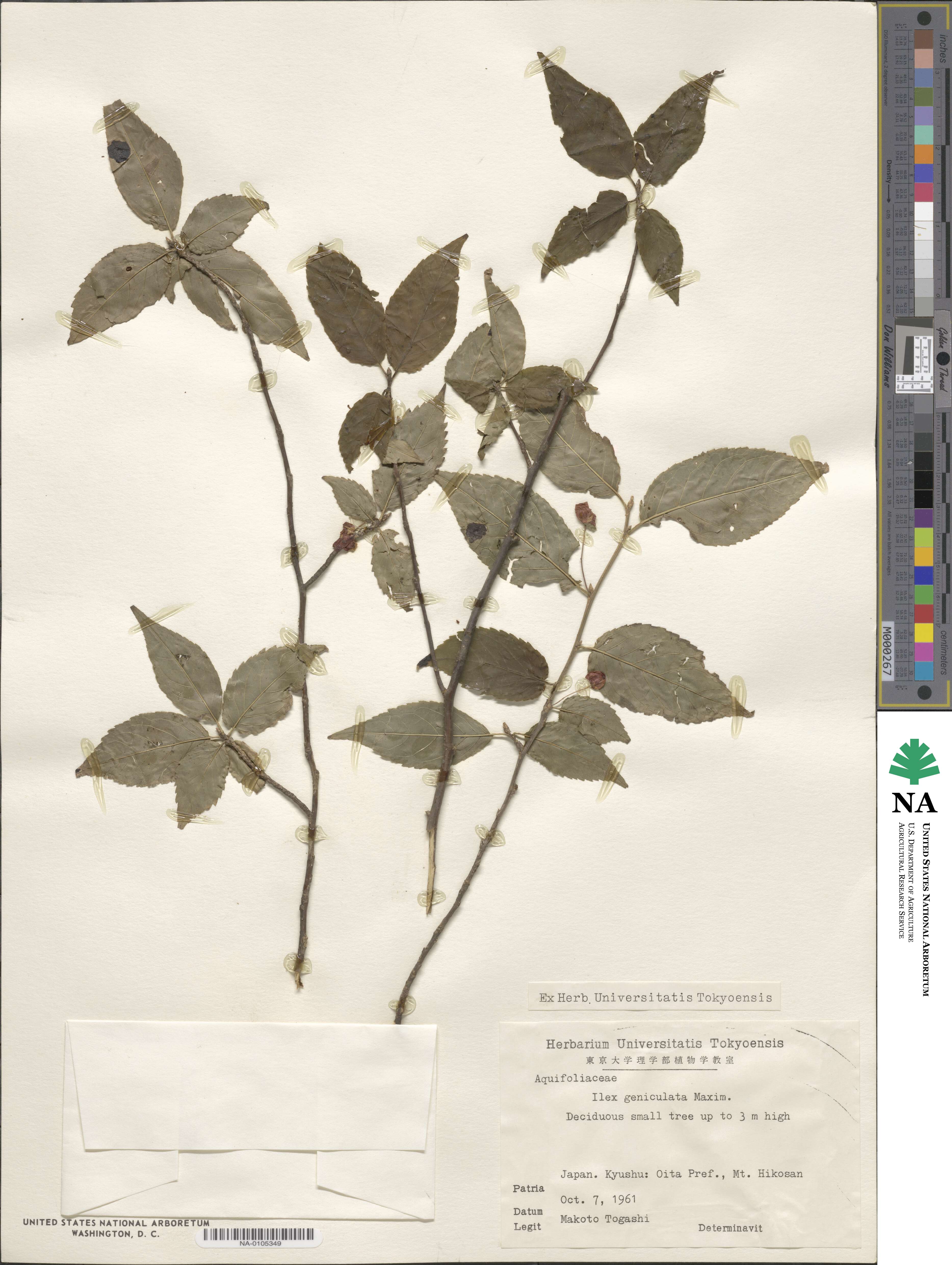 Ilex geniculata image