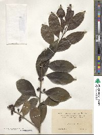 Ilex ficoidea image