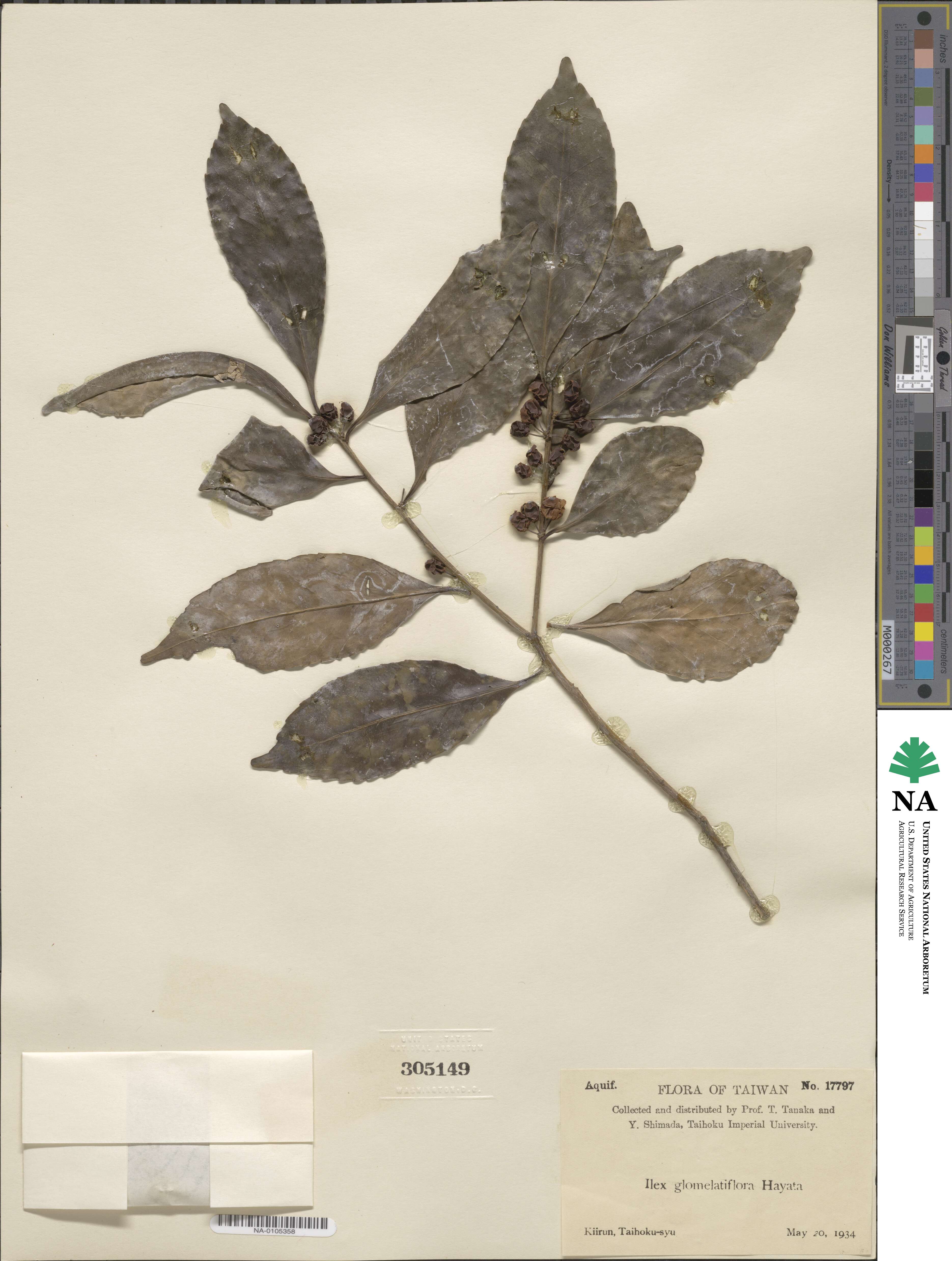 Ilex ficoidea image