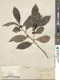 Ilex ficoidea image