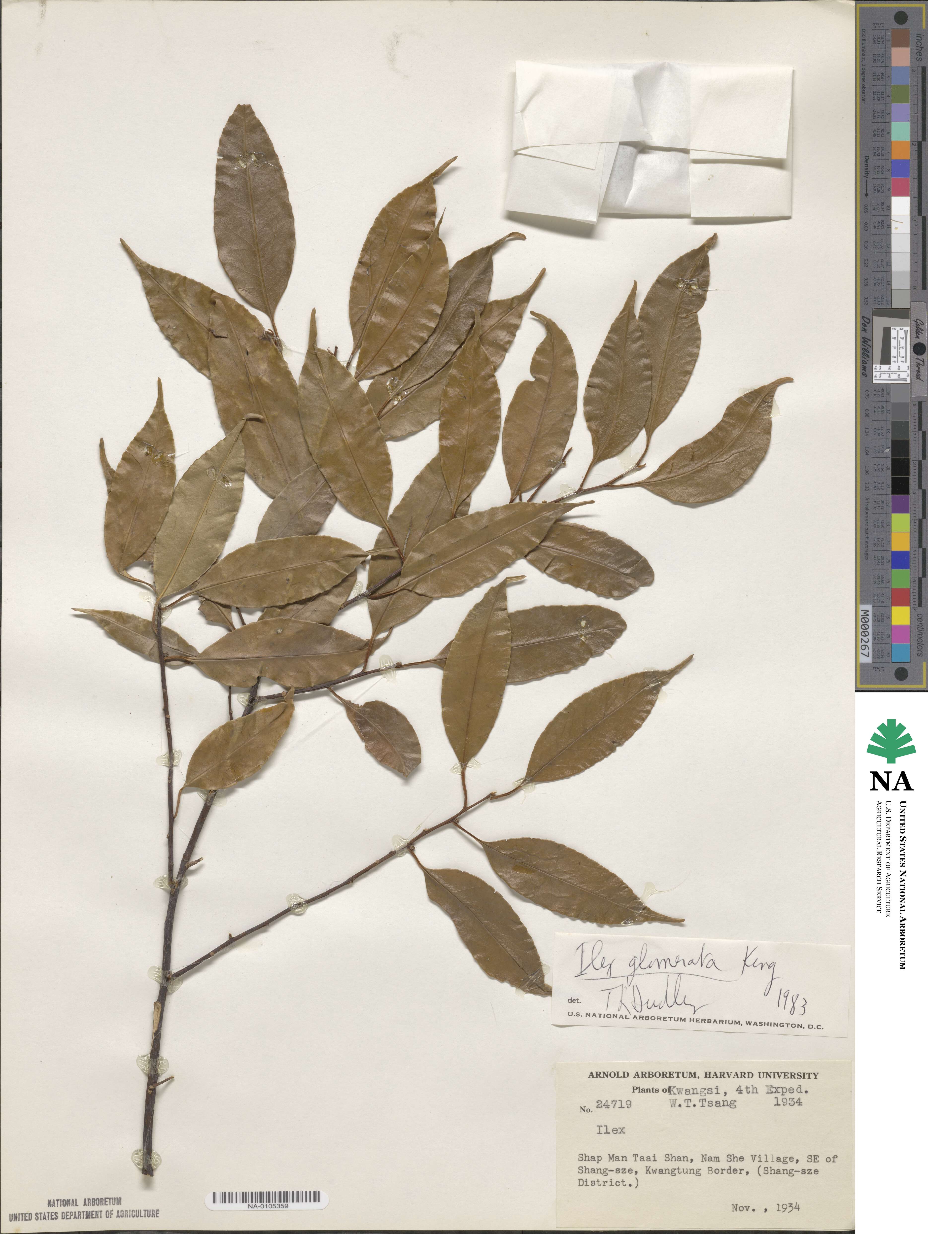 Ilex glomerata image