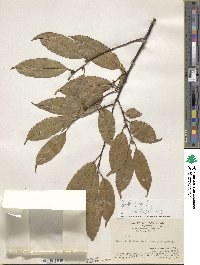 Ilex glomerata image