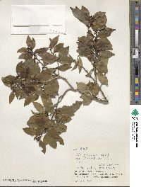 Ilex goshiensis image