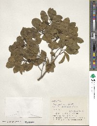 Ilex goshiensis image