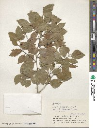 Ilex goshiensis image