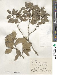 Ilex goshiensis image