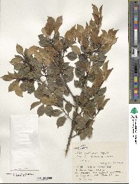 Ilex goshiensis image