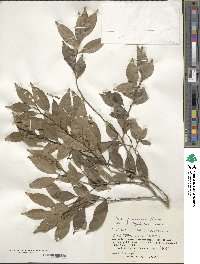 Ilex goshiensis image