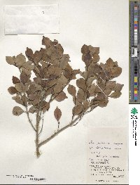 Ilex goshiensis image