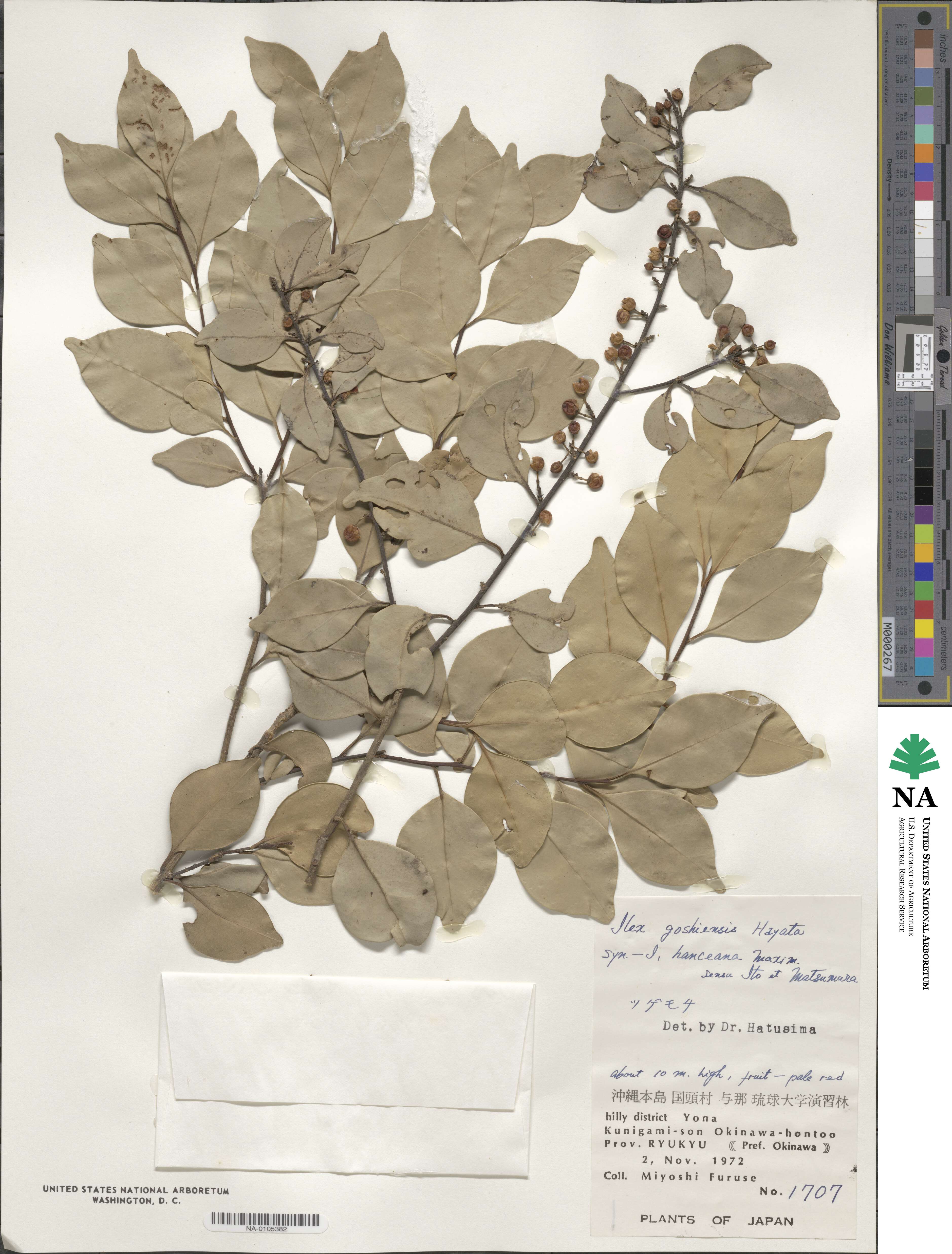 Ilex goshiensis image