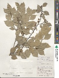 Ilex goshiensis image